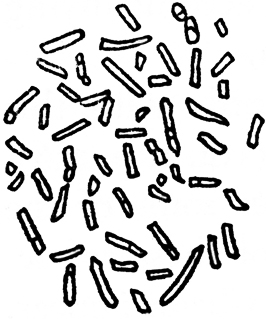 § V. ANOTHER EXAMPLE OF LIFE WITHOUT AIR—FERMENTATION OF LACTATE OF LIME_SCIENTIFIC PAPERS