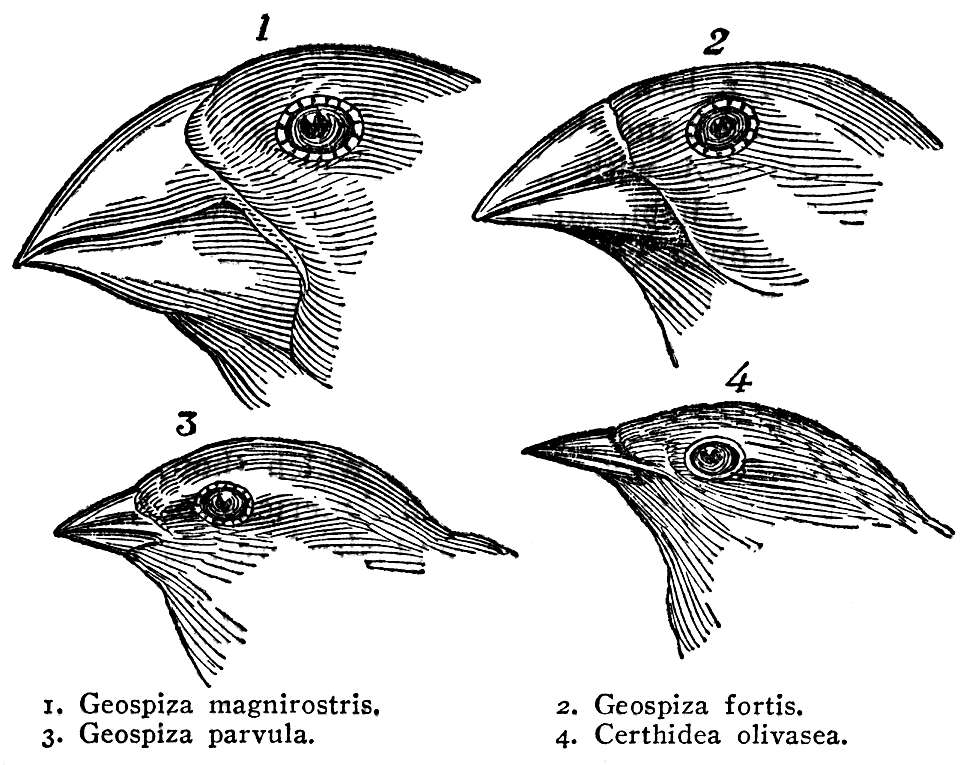 GALAPAGOS ARCHIPELAGO_THE VOYAGE OF THE BEAGLE